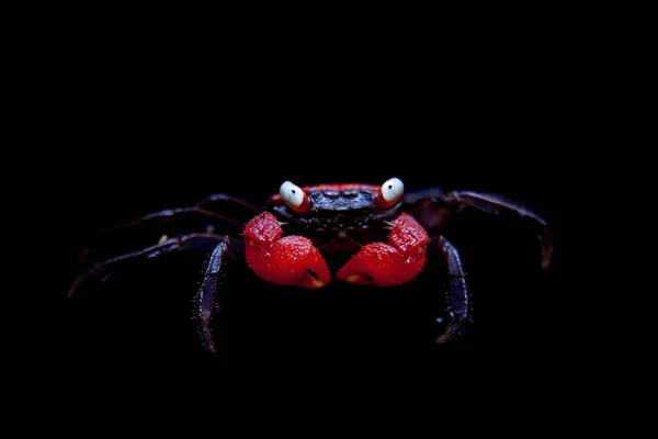Petit Crabe rouge du diable isolé sur noir — Photo
