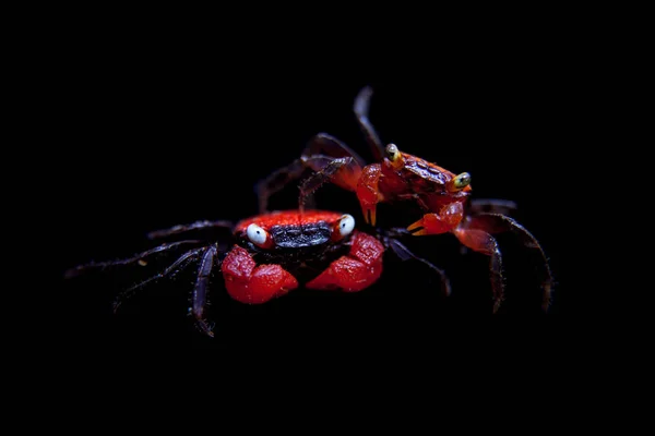 Pequeno Caranguejo Diabo Vermelho isolado em preto — Fotografia de Stock