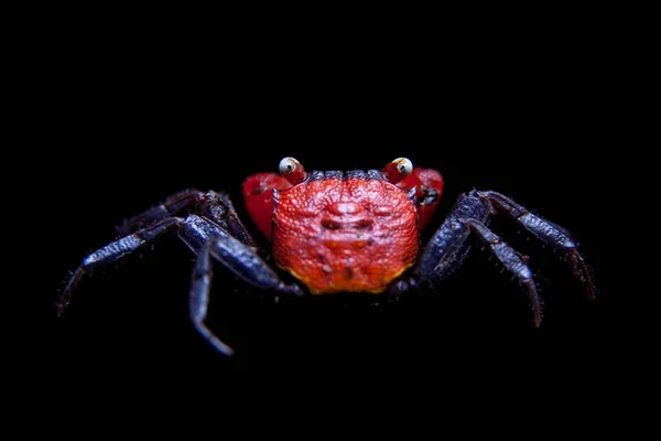 Kleine rote Teufelskrebse isoliert auf schwarz — Stockfoto