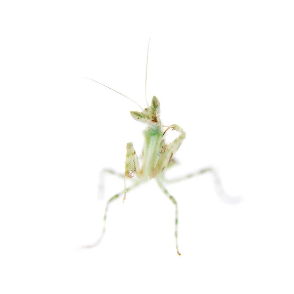 Flor india mantis religiosa, Creobroter gemmatus, sobre blanco — Foto de Stock