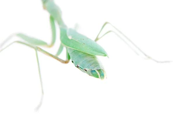 Mantis africano gigante, Sphodromantis viridis, em branco — Fotografia de Stock