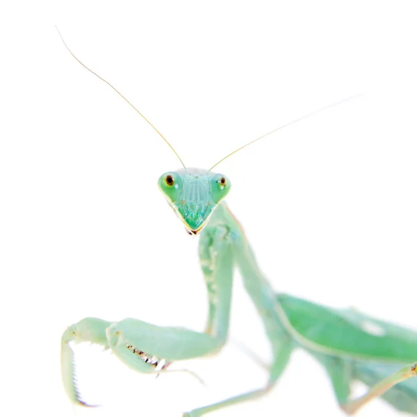 Mantis africana gigante, Sphodromantis viridis, sobre blanco — Foto de Stock