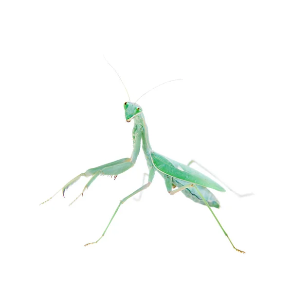 Mantis africana gigante, Sphodromantis viridis, sobre blanco — Foto de Stock