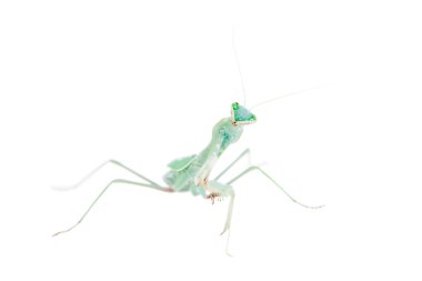 Dev Afrika mantis, beyaz üzerine Sphodromantis viridis
