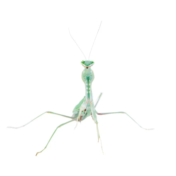 Гигантский африканский богомол, Sphodromantis viridis, на белом — стоковое фото