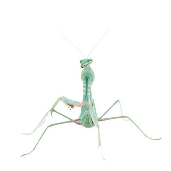 Гигантский африканский богомол, Sphodromantis viridis, на белом — стоковое фото