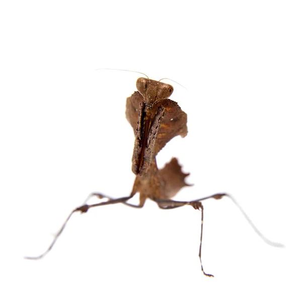 Reuze dode blad Mantis, Deroplatys desiccata op wit — Stockfoto