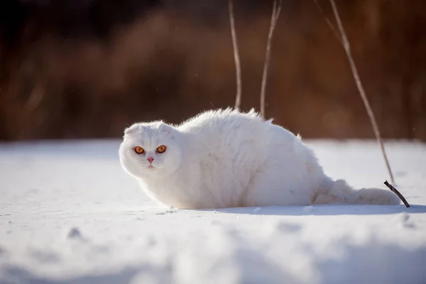 İskoç Fold kedi, kış alanında portre — Stok fotoğraf