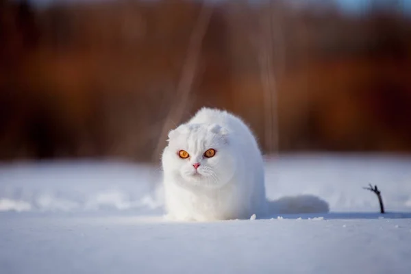 Scottish Fold gato, retrato en campo de invierno —  Fotos de Stock