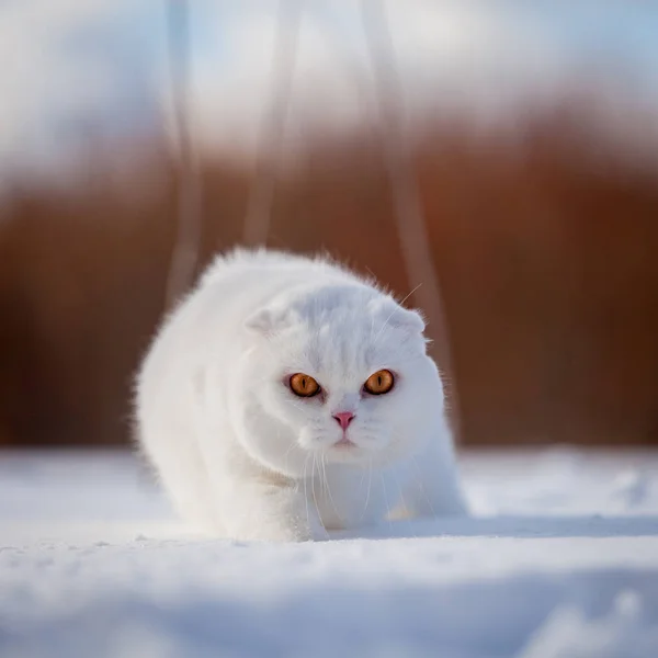 Scottish Fold cat, retrato no campo de inverno — Fotografia de Stock