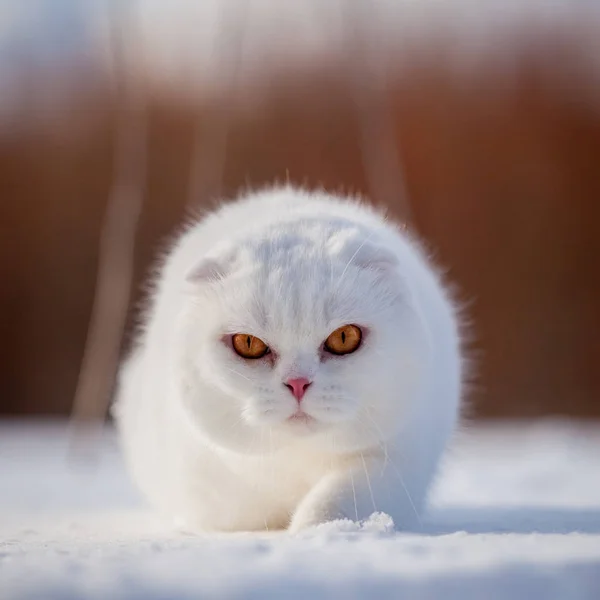 İskoç Fold kedi, kış alanında portre — Stok fotoğraf