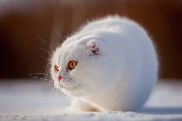 İskoç Fold kedi, kış alanında portre — Stok fotoğraf
