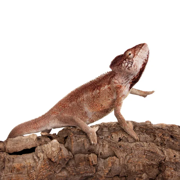 Los Oustalets o camaleón gigante malgache sobre blanco — Foto de Stock