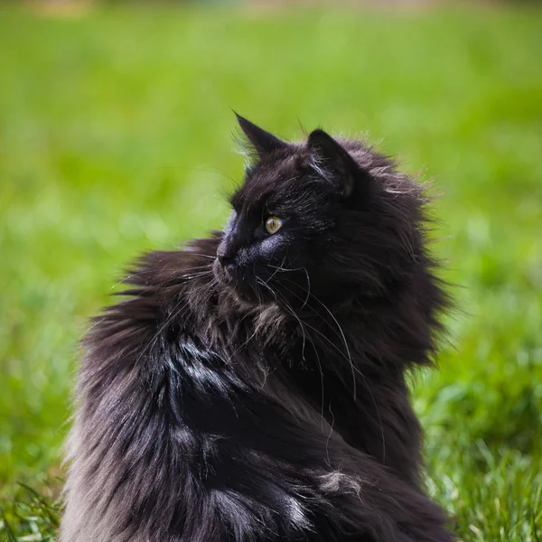 Godny podziwu czarny Maine Coon kot na trawie — Zdjęcie stockowe