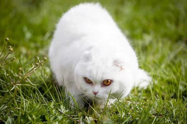 白いスコティッシュ緑の芝生の上で猫を折る — ストック写真