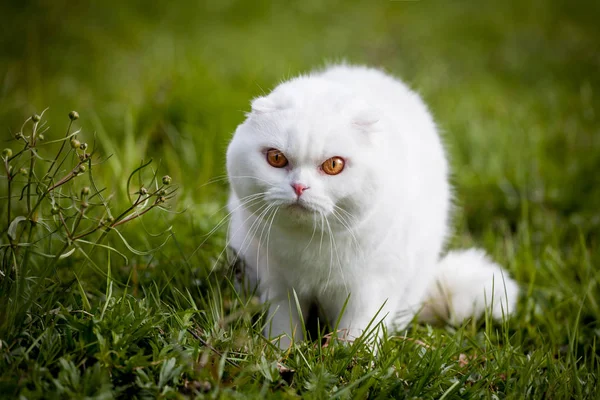 白いスコティッシュ緑の芝生の上で猫を折る — ストック写真
