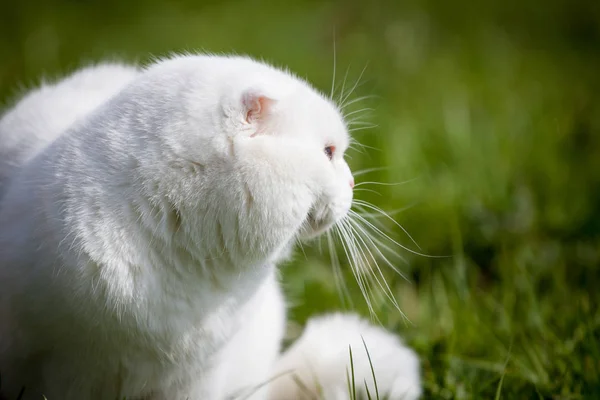 Fehér Skót Fold macska zöld fű — Stock Fotó