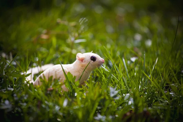 Planeur à sucre blanc, Petaurus breviceps, sur herbe — Photo