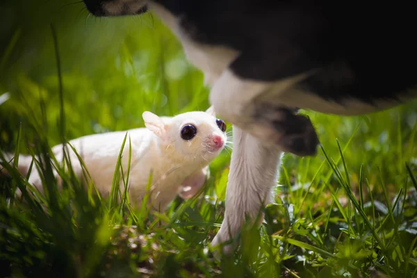 White sugar glider, Petaurus breviceps, on grass — 스톡 사진