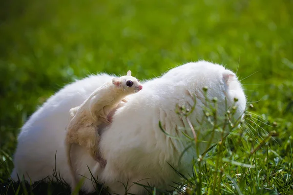 White Scottish Fold cat with white sugar glider on grass — Stock Photo, Image