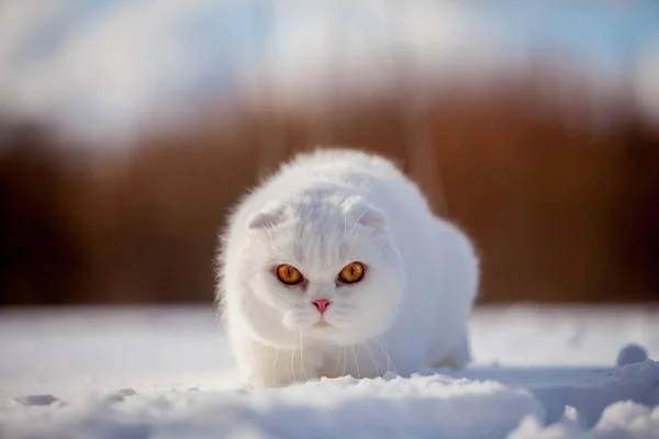 Scottish Fold cat, retrato no campo de inverno — Fotografia de Stock
