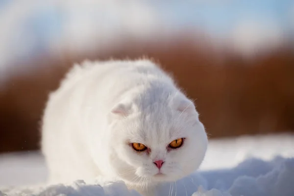 스코틀랜드 폴드 고양이, 겨울 필드의 초상화 — 스톡 사진