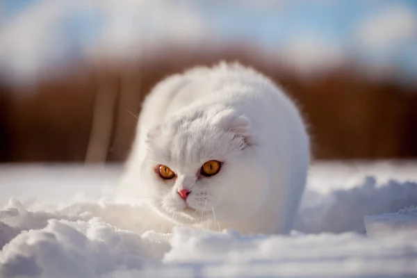 스코틀랜드 폴드 고양이, 겨울 필드의 초상화 — 스톡 사진