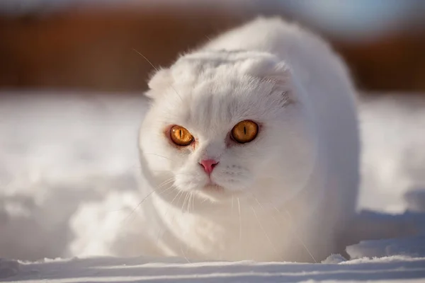 Scottish Fold cat, retrato no campo de inverno — Fotografia de Stock