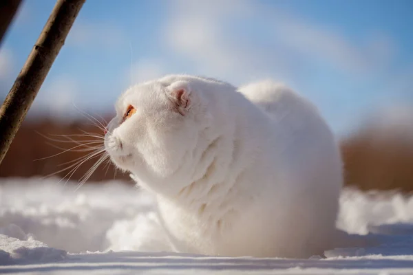 İskoç Fold kedi, kış alanında portre — Stok fotoğraf