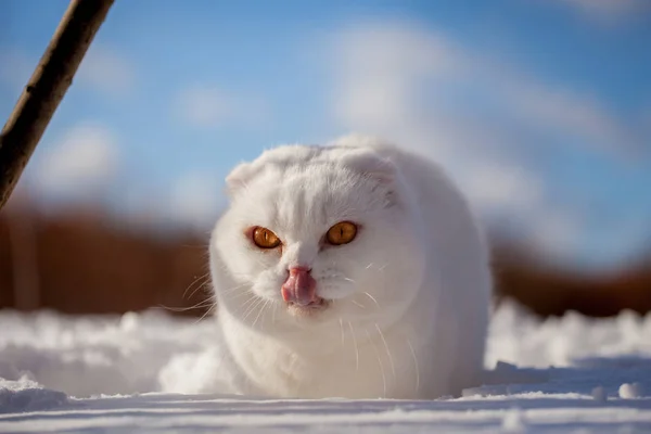 Scottish Fold gato, retrato en campo de invierno — Foto de Stock