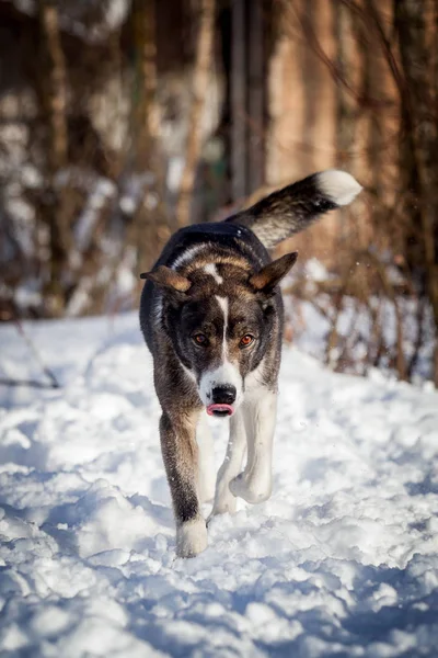 Cane di razza mista nel campo invernale — Foto Stock