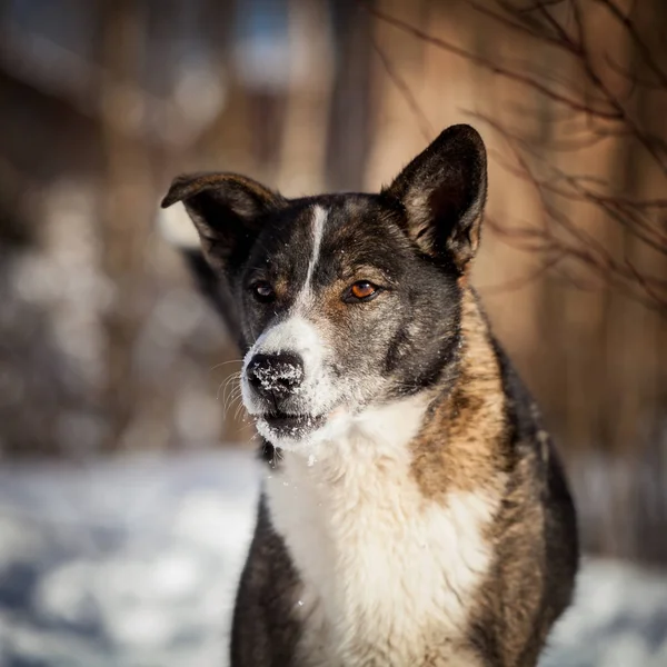 Пес смешанной породы на зимнем поле — стоковое фото