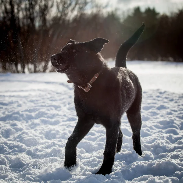 5 month old shepherd dog in the field — Stock Photo, Image