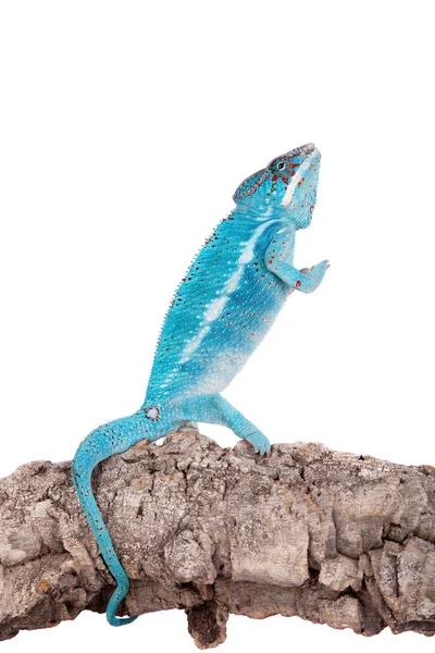 Il camaleonte pantera, Furcifer pardalis su bianco — Foto Stock