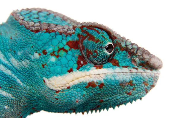 The panther chameleon, Furcifer pardalis on white — Stock Photo, Image