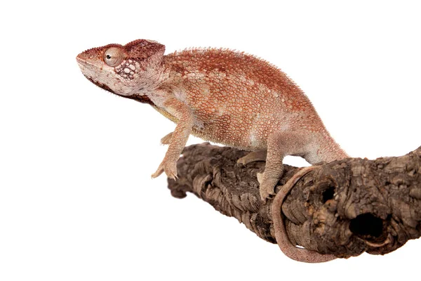 Les Oustalets ou caméléon géant malgache sur blanc — Photo