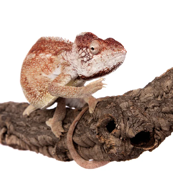 Oustalets lub Madagaskaru kameleon olbrzymi biały — Zdjęcie stockowe