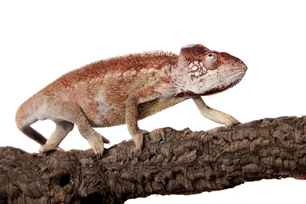 Oustalets nebo Malagasy obří chameleon na bílém pozadí — Stock fotografie