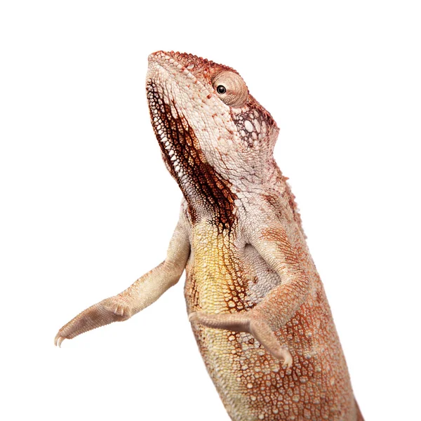 Les Oustalets ou caméléon géant malgache sur blanc — Photo