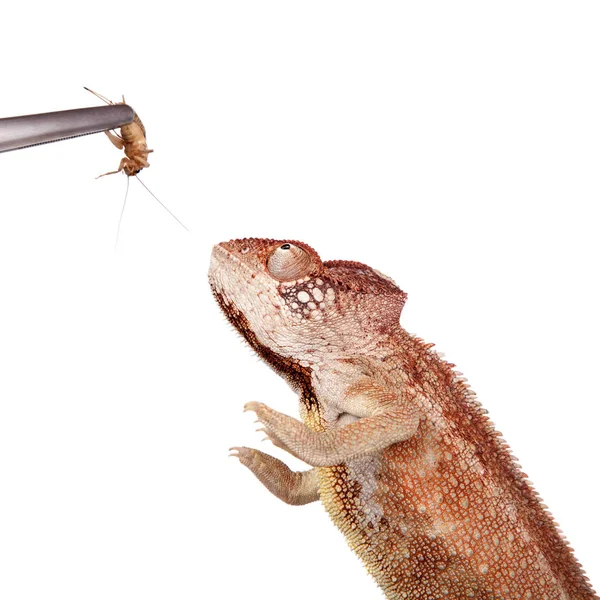 Les Oustalets ou caméléon géant malgache sur blanc — Photo