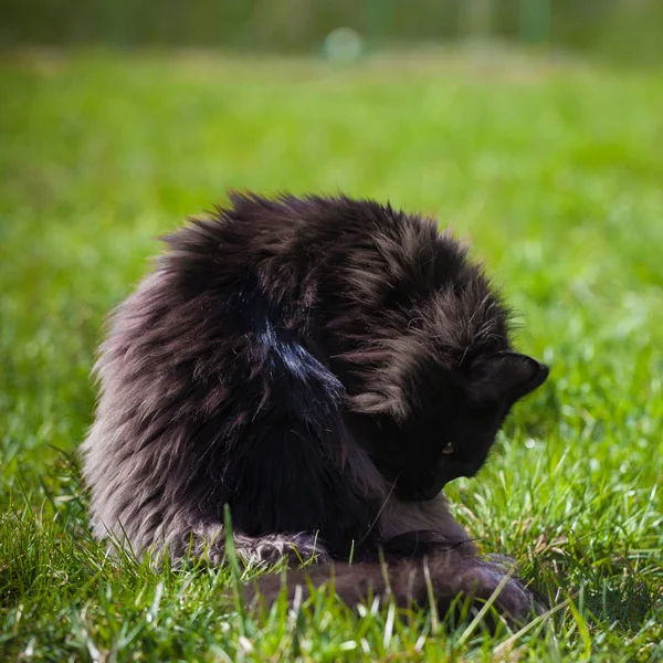 Adorável preto Maine Coon gato na grama — Fotografia de Stock