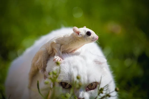 White Scottish Fold cat with white sugar glider on grass — Stock Photo, Image