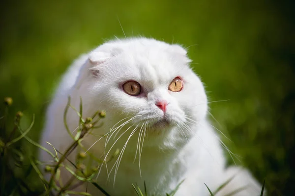 Weiße schottische Faltkatze mit weißem Zuckergleiter auf Gras — Stockfoto