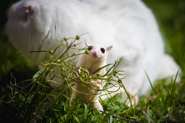 Witte Schotse fold kat met witte suiker zweefvliegtuig op gras — Stockfoto