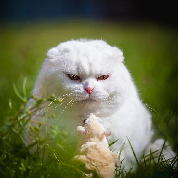 White Scottish Fold cat with white sugar glider on grass — Stock Photo, Image