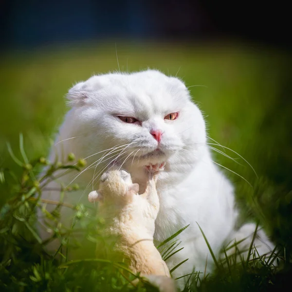 White Scottish Fold cat with white sugar glider on grass — Stock Photo, Image