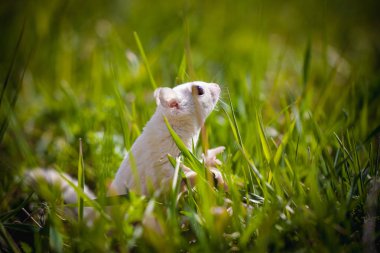 Beyaz şeker planörü, Petaurus breviceps, çimlerin üzerinde