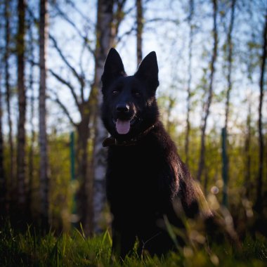 Tarlada 9 aylık çoban köpeği