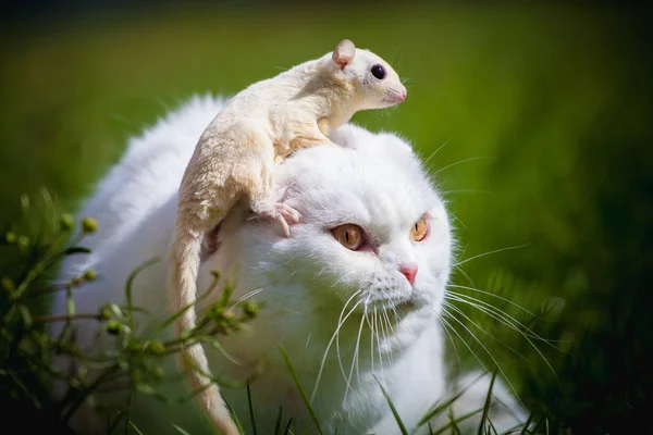 Fehér skót Fold macska, fehér cukorral Vitorlázórepülő a fű — Stock Fotó