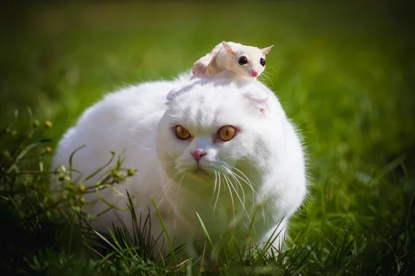 Branco Scottish Fold gato com açúcar branco planador na grama — Fotografia de Stock